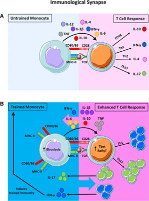 The Effects of Trained Innate Immunity on T Cell Responses; Clinical Implications and Knowledge Gaps for Future Research